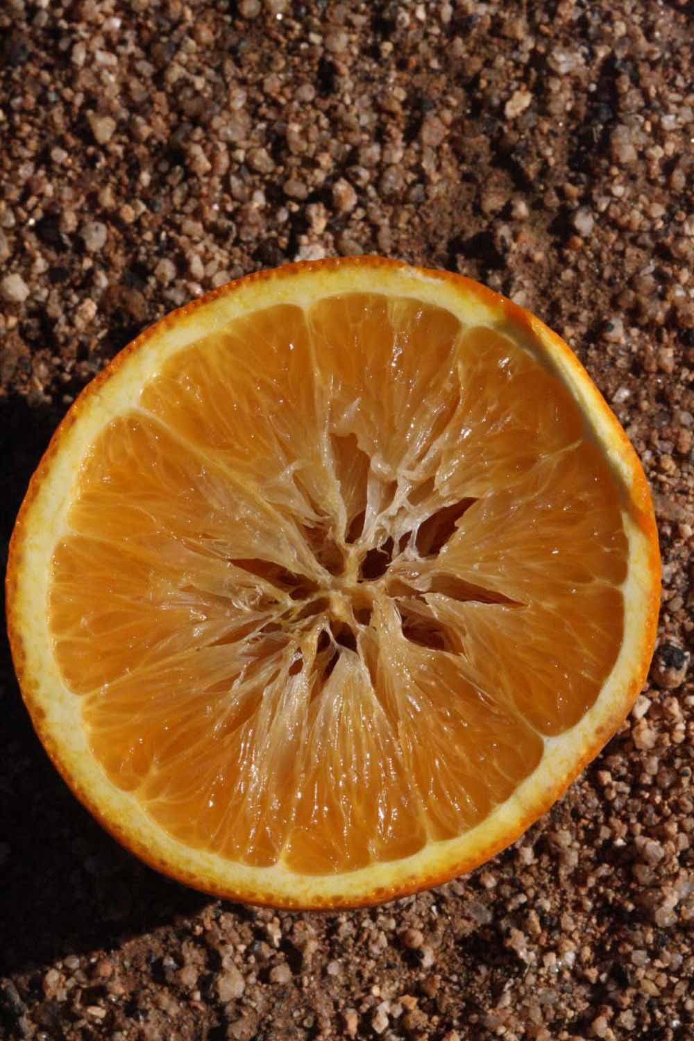              Fruit cross-section (Riverside, CA)       